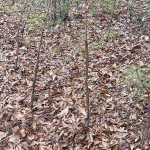 Photo #22 of SOLD property in Off Root Swamp Road, Milford, VA 6.5 acres