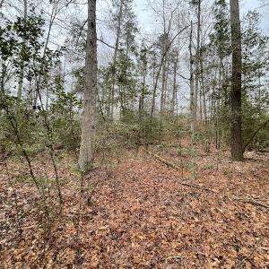 Photo #27 of SOLD property in Off Root Swamp Road, Milford, VA 6.5 acres