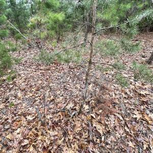 Photo #29 of SOLD property in Off Root Swamp Road, Milford, VA 6.5 acres