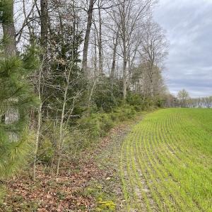 Photo #30 of SOLD property in Off Root Swamp Road, Milford, VA 6.5 acres
