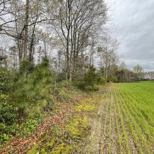 Photo #31 of SOLD property in Off Root Swamp Road, Milford, VA 6.5 acres