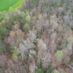 Photo #5 of SOLD property in Off Root Swamp Road, Milford, VA 6.5 acres