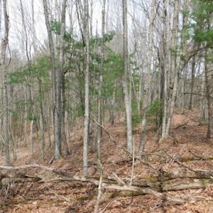 Photo #7 of SOLD property in Off Sylvatus Hwy, Hillsville, VA 42.4 acres