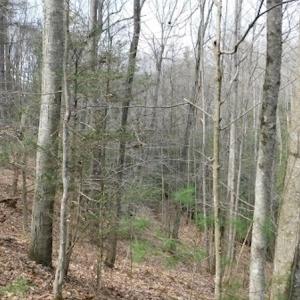 Photo #14 of SOLD property in Off Sylvatus Hwy, Hillsville, VA 42.4 acres