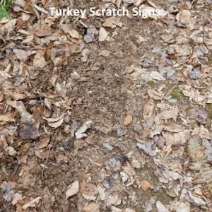 Photo #20 of SOLD property in Off Sylvatus Hwy, Hillsville, VA 42.4 acres