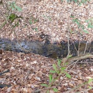Photo #21 of SOLD property in Off Sylvatus Hwy, Hillsville, VA 42.4 acres