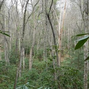Photo #24 of SOLD property in Off Sylvatus Hwy, Hillsville, VA 42.4 acres
