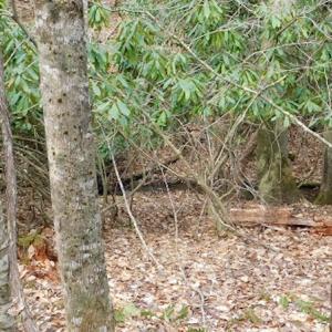 Photo #26 of SOLD property in Off Sylvatus Hwy, Hillsville, VA 42.4 acres