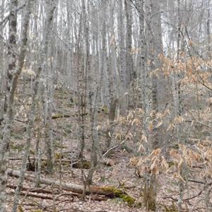 Photo #28 of SOLD property in Off Sylvatus Hwy, Hillsville, VA 42.4 acres