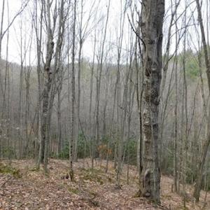 Photo #29 of SOLD property in Off Sylvatus Hwy, Hillsville, VA 42.4 acres