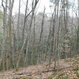 Photo #30 of SOLD property in Off Sylvatus Hwy, Hillsville, VA 42.4 acres