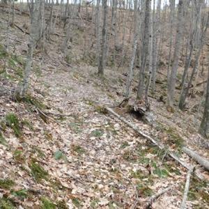 Photo #31 of SOLD property in Off Sylvatus Hwy, Hillsville, VA 42.4 acres