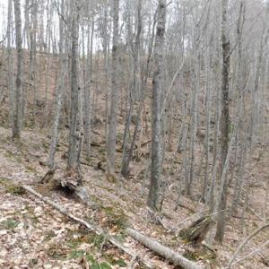 Photo #32 of SOLD property in Off Sylvatus Hwy, Hillsville, VA 42.4 acres