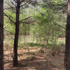 Photo #10 of SOLD property in Near 5727 Red Hill Road, Whiteville, NC 71.2 acres