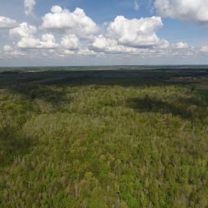 Photo #5 of SOLD property in Near 5727 Red Hill Road, Whiteville, NC 71.2 acres