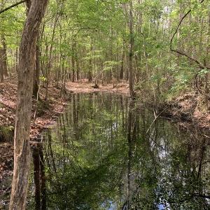 Photo #13 of SOLD property in Near 5727 Red Hill Road, Whiteville, NC 71.2 acres