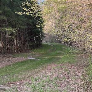 Photo #16 of 30075 Meherrin Road, Boykins, VA 126.0 acres