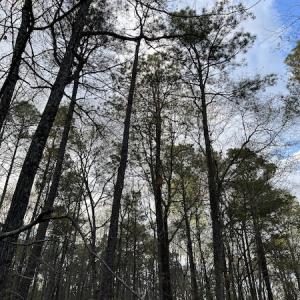 Photo #17 of 30075 Meherrin Road, Boykins, VA 126.0 acres
