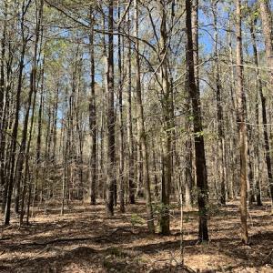 Photo #20 of 30075 Meherrin Road, Boykins, VA 126.0 acres