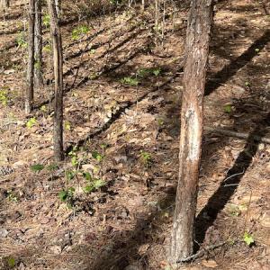 Photo #21 of 30075 Meherrin Road, Boykins, VA 126.0 acres