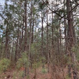 Photo #24 of 30075 Meherrin Road, Boykins, VA 126.0 acres