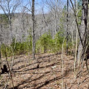 Photo #15 of SOLD property in Off Overlook Court Lot 83, Pittsville, VA 1.5 acres