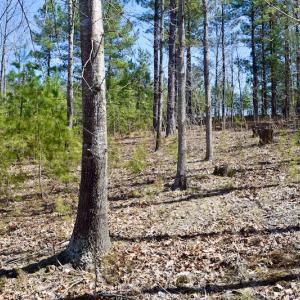 Photo #16 of SOLD property in Off Overlook Court Lot 83, Pittsville, VA 1.5 acres