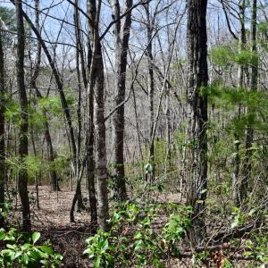 Photo #26 of SOLD property in Off Overlook Court Lot 83, Pittsville, VA 1.5 acres