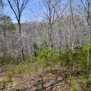 Photo #27 of SOLD property in Off Overlook Court Lot 83, Pittsville, VA 1.5 acres