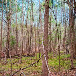 Photo #20 of SOLD property in Off Julie McKnight Road, Kittrell, NC 12.2 acres