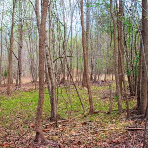 Photo #21 of SOLD property in Off Julie McKnight Road, Kittrell, NC 12.2 acres
