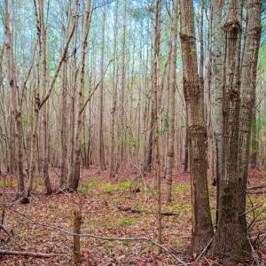 Photo #22 of SOLD property in Off Julie McKnight Road, Kittrell, NC 12.2 acres