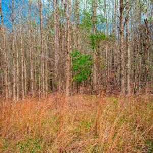 Photo #26 of SOLD property in Off Julie McKnight Road, Kittrell, NC 12.2 acres