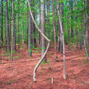 Photo #32 of SOLD property in Off Julie McKnight Road, Kittrell, NC 12.2 acres
