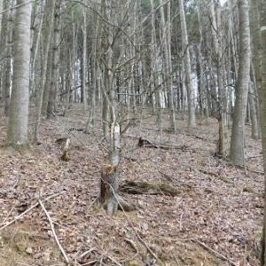 Photo #11 of Off Riverside Drive, Independence, VA 16.6 acres