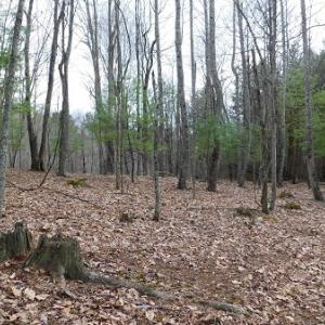 Photo #14 of Off Riverside Drive, Independence, VA 16.6 acres