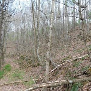 Photo #25 of Off Riverside Drive, Independence, VA 16.6 acres