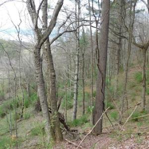 Photo #26 of Off Riverside Drive, Independence, VA 16.6 acres