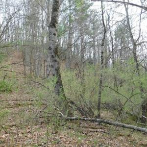 Photo #27 of Off Riverside Drive, Independence, VA 16.6 acres
