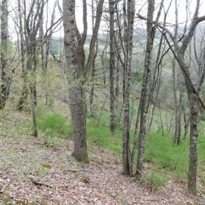 Photo #29 of Off Riverside Drive, Independence, VA 16.6 acres