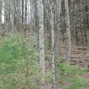Photo #9 of Off Riverside Drive, Independence, VA 16.6 acres