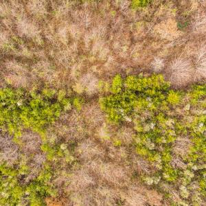 Photo #16 of SOLD property in Off Burtons Chapel Road, Mebane, NC 58.8 acres
