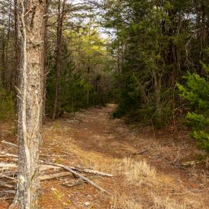 Photo #20 of SOLD property in Off Burtons Chapel Road, Mebane, NC 58.8 acres