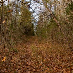 Photo #21 of SOLD property in Off Burtons Chapel Road, Mebane, NC 58.8 acres