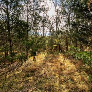 Photo #22 of SOLD property in Off Burtons Chapel Road, Mebane, NC 58.8 acres