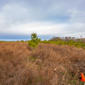 Photo #24 of SOLD property in Off Burtons Chapel Road, Mebane, NC 58.8 acres