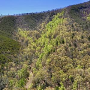 Photo #3 of SOLD property in Off Chase Log Road, Stuart, VA 46.4 acres