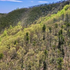 Photo #5 of SOLD property in Off Chase Log Road, Stuart, VA 46.4 acres