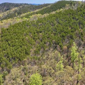 Photo #7 of SOLD property in Off Chase Log Road, Stuart, VA 46.4 acres