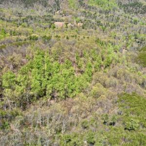 Photo #10 of SOLD property in Off Chase Log Road, Stuart, VA 46.4 acres